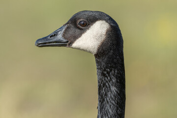 Obraz premium Portrait of a Canada goose (Branta canadensis).