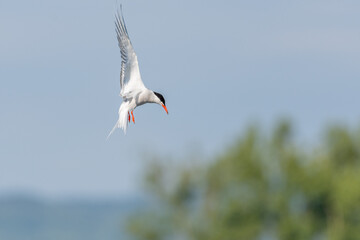 Common tern (Sterna hirundo) hovering over a marsh.