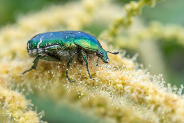 Golden cetonia (Cetonia aurata) on a chestnut flower.