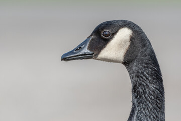 Portrait of a Canada goose (Branta canadensis).