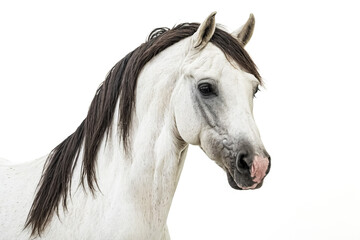 Close-up Portrait of a White Horse with Dark Mane and Tail