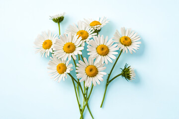 Daisies on a Blue Background