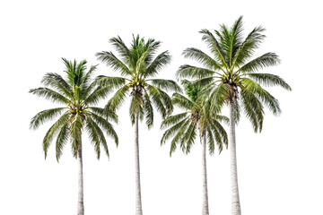 Four Palm Trees Isolated on White Background