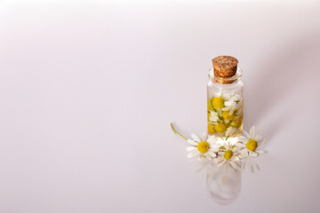 Fresh chamomile flowers and bottle with chamomile essential oil on white background. Hair treatment concept. Close up