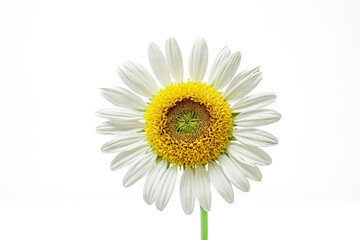 Naklejka premium White Daisy with Yellow Center on White Background