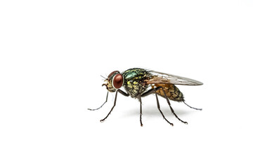 Green Bottle Fly Isolated on White Background