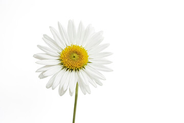 Naklejka premium Single White Daisy on a White Background
