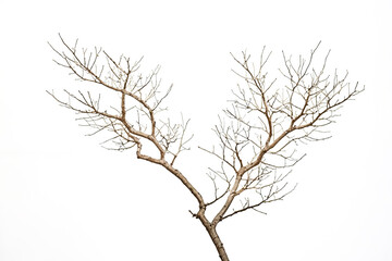 Fototapeta premium Bare Tree Branch on White Background