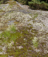 Myriad lichen and moss growing on pre-cambrian shield rock surface at Torrance Barrens in Ontario