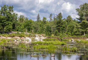 Diverse plants and trees on Precambrian shield around a bog under stormy skies 
at Torrance Barrens Nature preserve in Ontario Canada