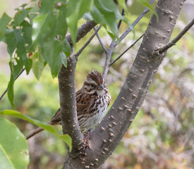 Song Sparrow perched in a deciduous tree at Torrance Barrens in Muskoka Ontario