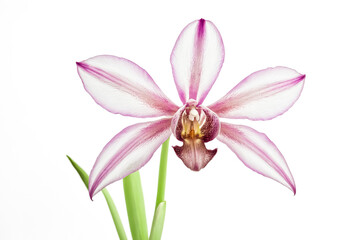 Naklejka premium Pink Orchid Flower on White Background