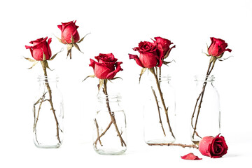Withered Red Roses in Glass Jars