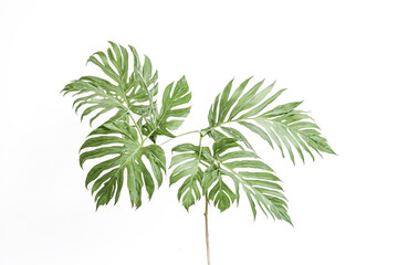 Fototapeta premium Green Tropical Leaves on White Background