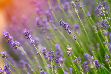 Close Up View of Blooming Lavender Flowers in Field