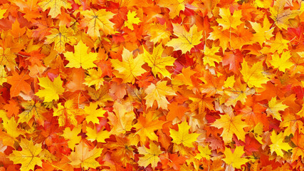 autumn maple leaves background picture 