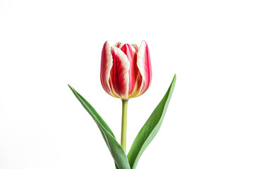 Fototapeta premium Single Red and White Tulip Flower on White Background