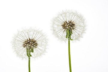 Two Dandelion Seeds Ready To Fly