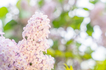 Close Up of Pink Lilac Flowers Blooming in Spring