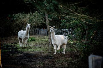 Pair of Alpacas Standing in a Wooded Enclosure