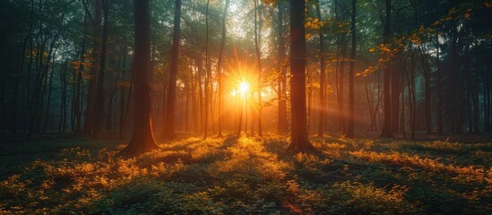 Fototapeta premium Sunbeams Through a Misty Forest