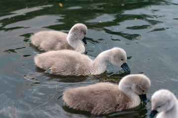 Three Grey Swan Cygnets Swimming in Pond