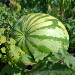 Green striped watermelon close-up in the garden, natural background.