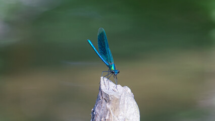 Iridescent Blue Dragonfly Perched on a Wooden Stick