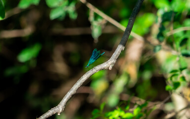 Blue Dragonfly Resting on a Thin Branch in a Forest