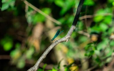 Blue Dragonfly on a Sunlit Branch in the Forest