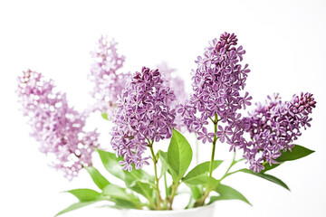 Obraz premium Lilac Blossoms on White Background