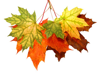 Colorful maple leaves isolated 