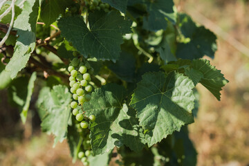 Ripe bunch of grapes on a young vine, selective focus and farm wine production concept