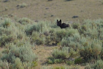 Black wolf in Lamar Valley, Yellowstone National Park