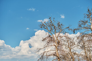 dried pine trees against a background of blue sky and cumulus clouds, drought and fire problems, nature protection concept