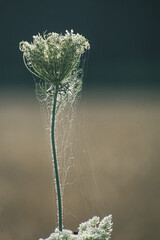 Kwiat pokryty pajęczyną i rosą © Grzegorz