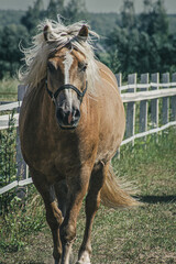 Koń na wybiegu © Grzegorz