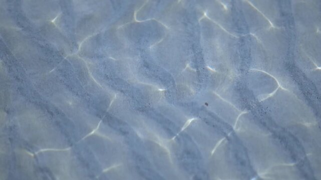 A serene video of a bug swimming in clear blue water on a beach. The bug peacefully navigates the waves as a rock floats. Closeup view of bug and tranquil water surface