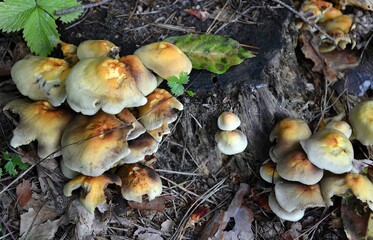 Armillaria mellea mushrooms, grow on a cut tree trunk, they are gnawed by snails - Relatively poisonous if cooked poorly - better not to eat them!
