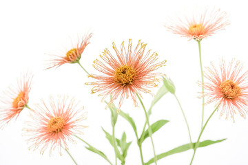 Obraz premium Delicate Pink Flowers on White Background