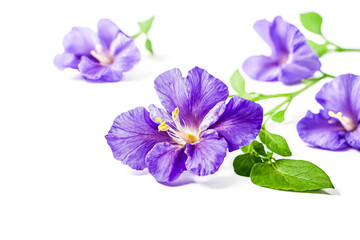 Obraz premium Purple Flower with Green Leaves on White Background