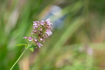 Close up of Canary Islands balm (cedronella canariensis) in bloom