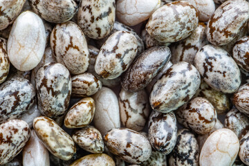 Numerous dried or dehydrated chia seeds spread evenly