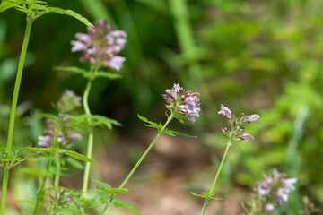 Close up of Canary Islands balm (cedronella canariensis) in bloom