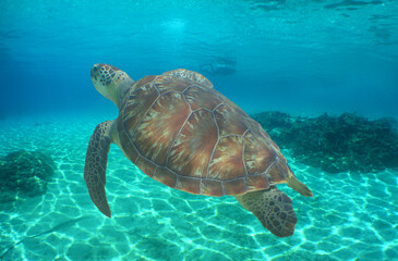 Obraz premium a sea turtle on a reef in the caribbean sea