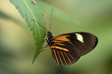 butterfly on a leaf