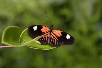 butterfly on a leaf