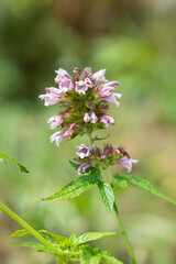 Close up of Canary Islands balm (cedronella canariensis) in bloom