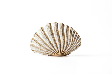 Single Scallop Shell Isolated on White Background