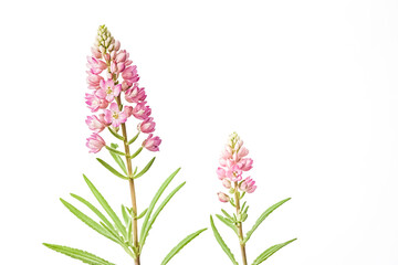 Obraz premium Pink flower with green leaves on white background